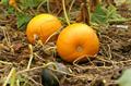 winter squash